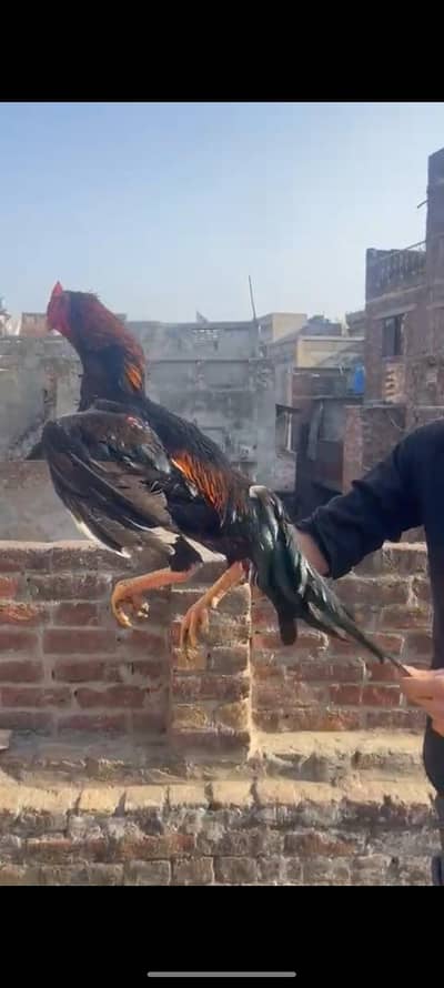 shamo  murga /partha/murgi /pair