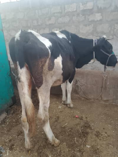 farzan nasal bachri hai 4dant abi 25janvary ko cars kia