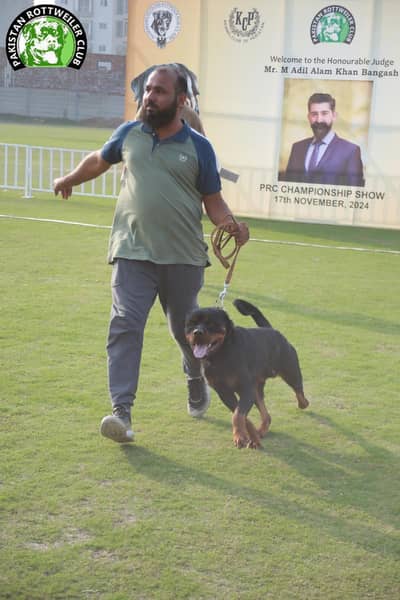 Rottweiler available for stud