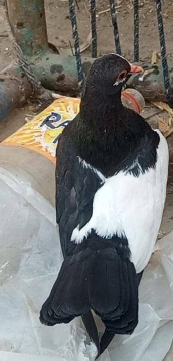 kala khal chup kanty kush 10 Kali kaliyara