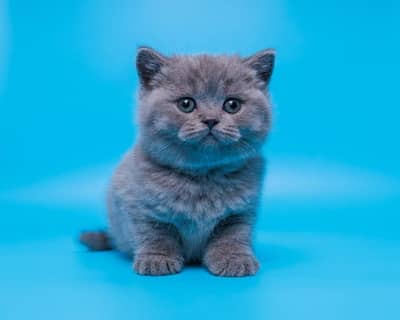British shorthair