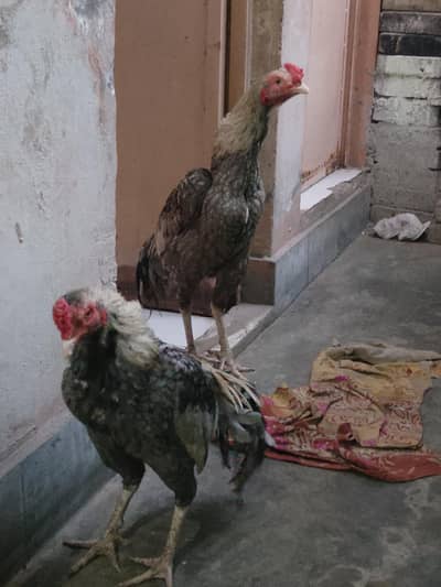 Two males Cock healthy havey weight active beautiful cocks