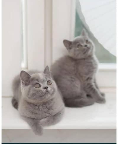 British shorthair