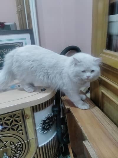 Persian male for sale