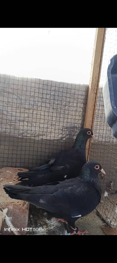 Kaly meny 03040073399