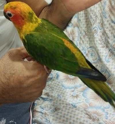 sun conure baby || Hand Tamed || Healthy baby || 4 months