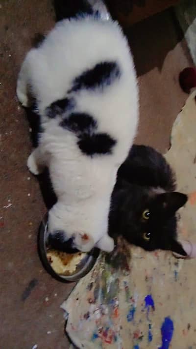 Black and withe cats
