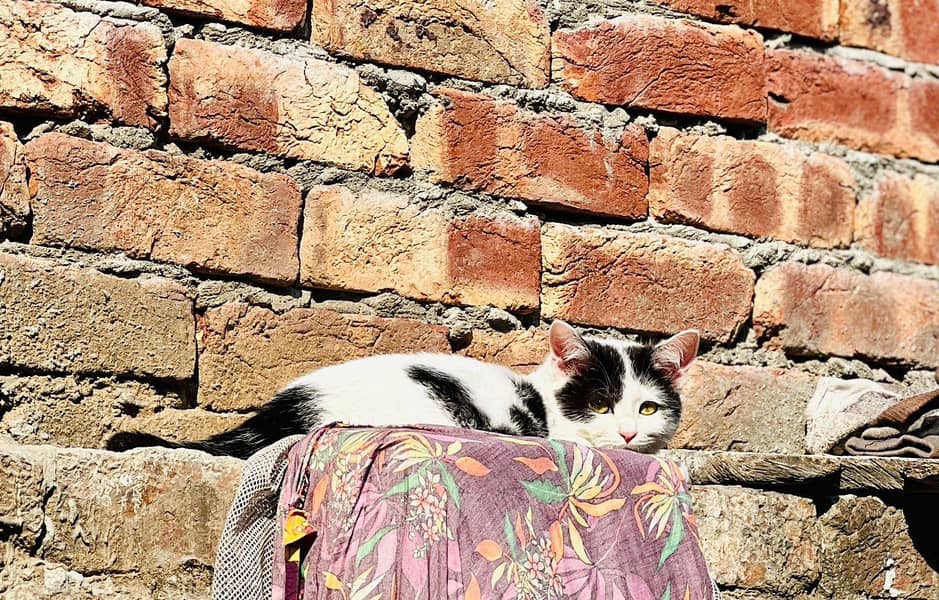 Black and withe cats 3