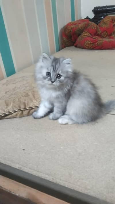 Pure persian grey kittens available