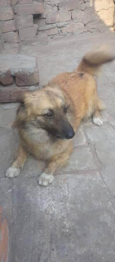 russian breeder pair white male golden&black female