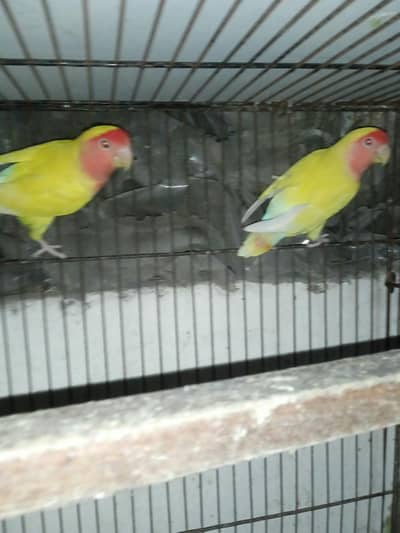 comon lutino Love bird