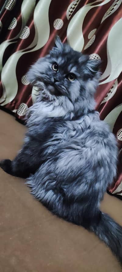 MiLLii Smoke Grey Color