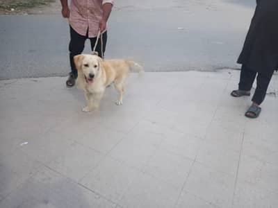 Labrador