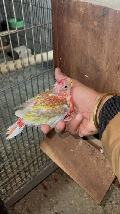 Red Rosella lutino rosela rubino rosela Chicks Available