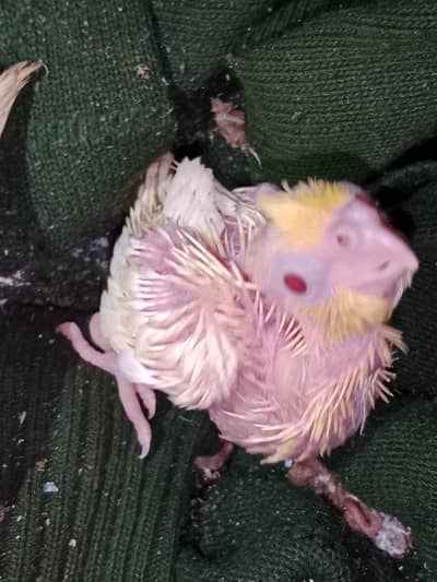 common white cocktail chicks for hand tame