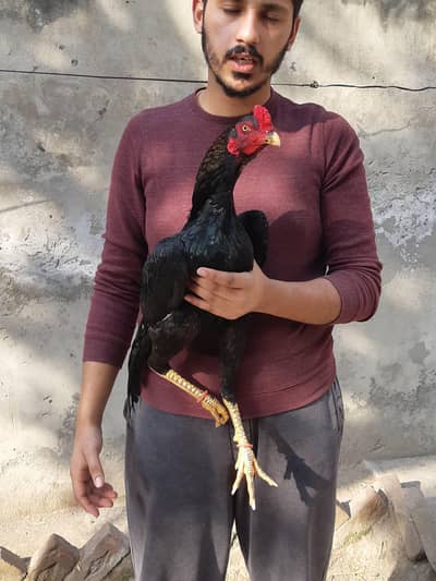 lasani/kalay  aseel cross high Quality bird