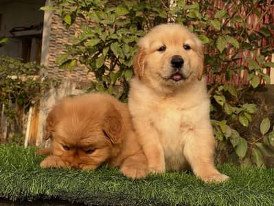 Premium Quality Golden Retreiver Babies