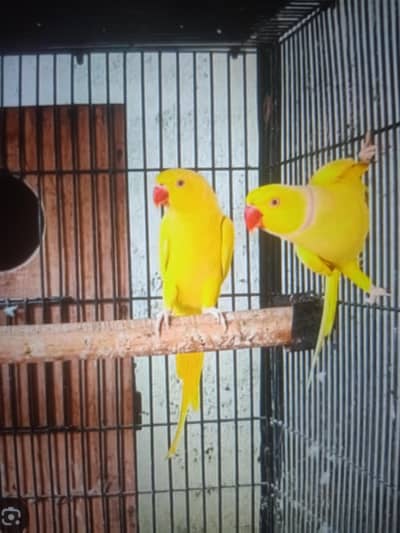 yellow ringneck pair with eggs