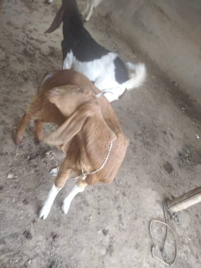 Breeder females goats