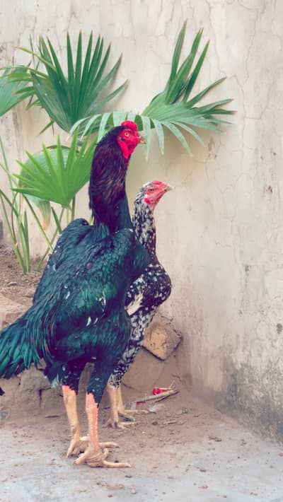 High Quality Chicks for Sale