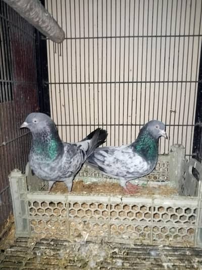 Qasoori Kamagar Pair