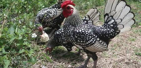 Silver sebright chicks