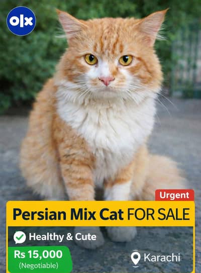Persiann Cat For Sell (argent)