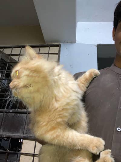 golden brown cat vacinated