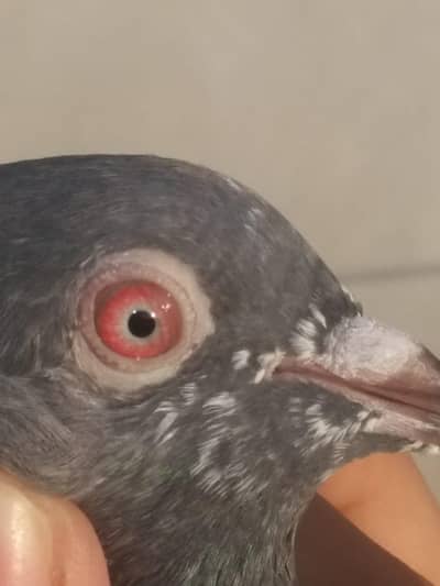 watsapp 03/29/46/64/5/32