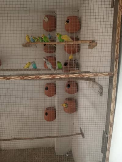 king size Australian parrots. bajri . agree wish. red eyes. piet +