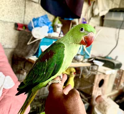 Raw parrot