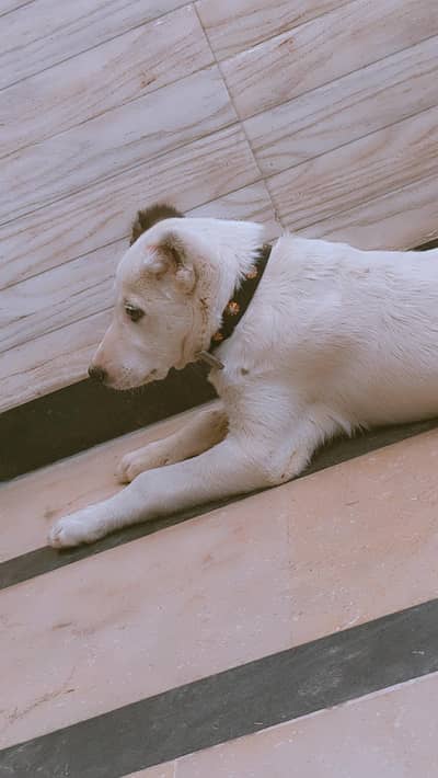 alabai fully vacinated with card