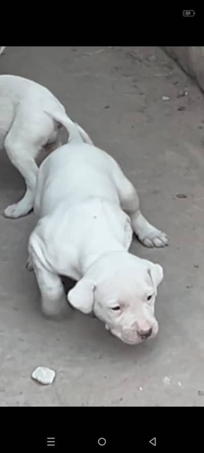 Kohati Gultair puppy