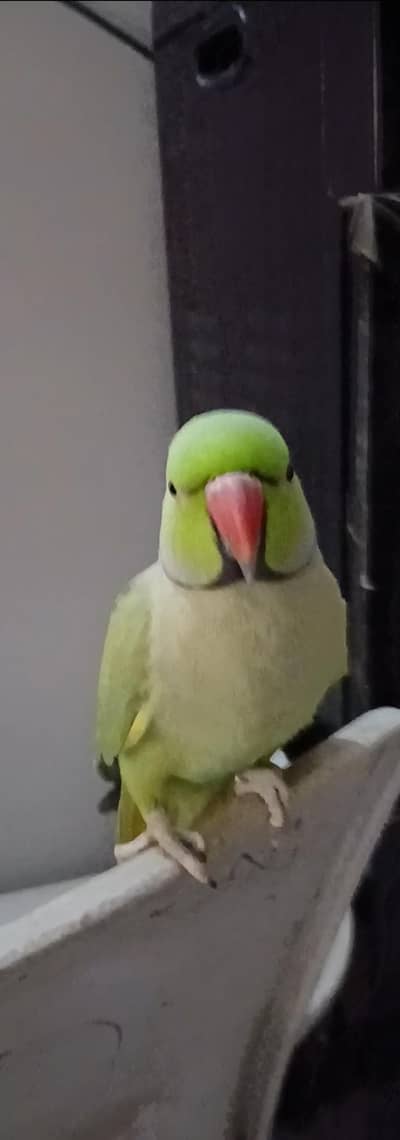 ring neck parrot tame and talking