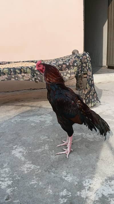 Aseel Murga Exchange