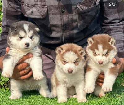 husky whollycoat blue eyes