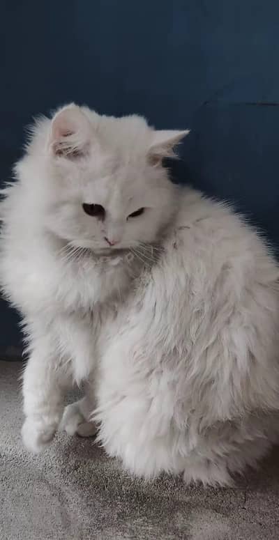 Stud persian male available for Mate only