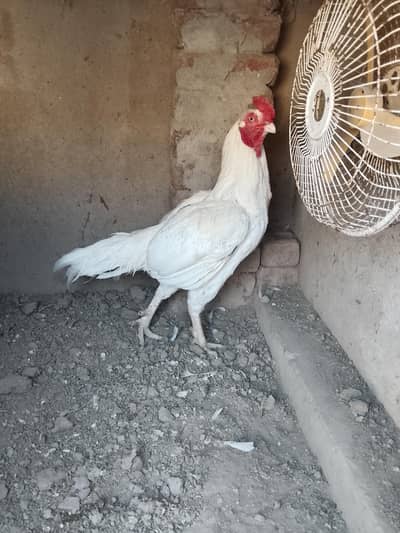 Heera Aseel pair ready to breed  available for sale