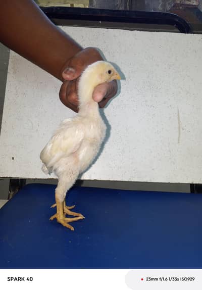 Pure O ShamO And DarGon Quality Chicks