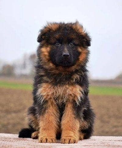 Pure Long Coat GSD