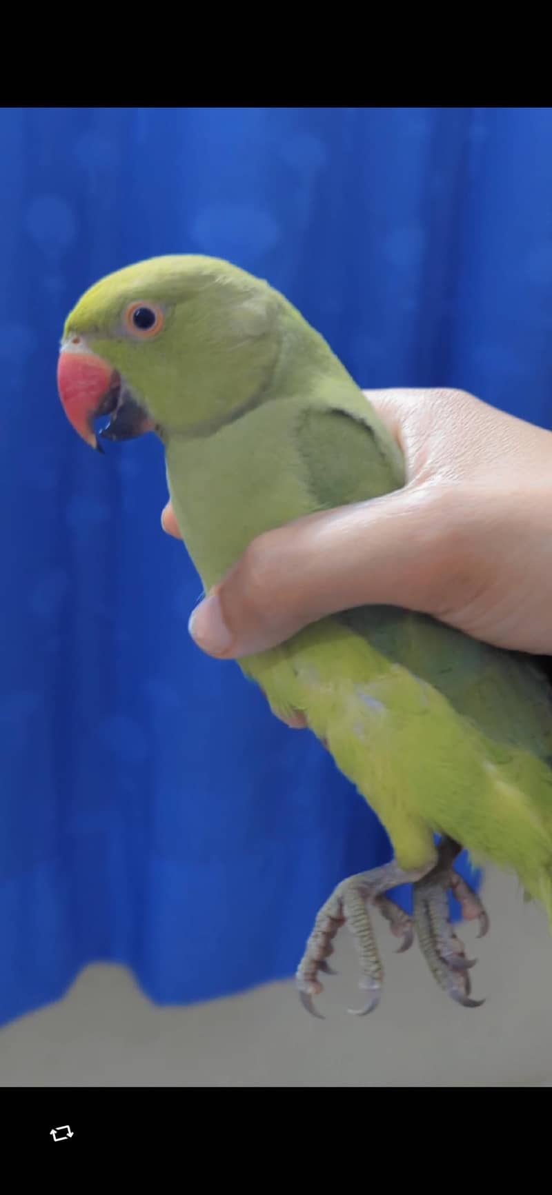 green ringneck 2