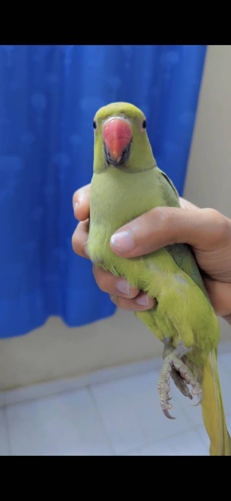 green ringneck 3