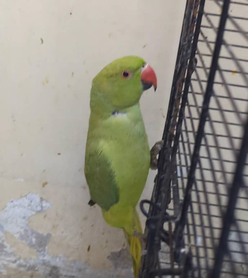 green ringneck 4