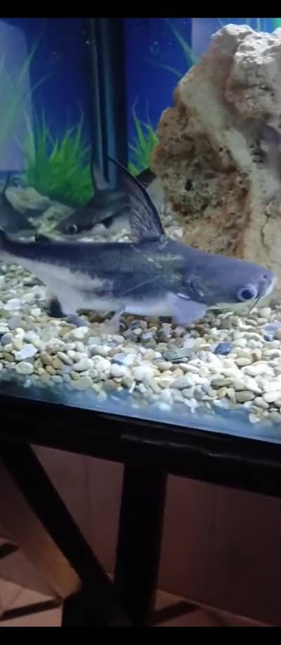 Naja Shark, Giant gaurami, blue line pair