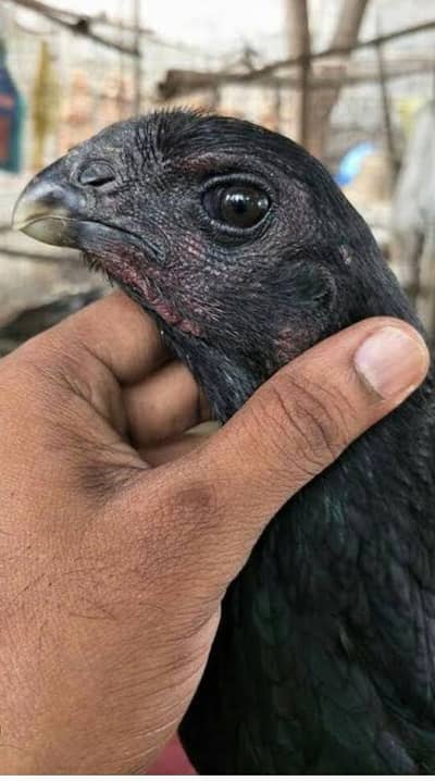 اوریجنل بلیک ڈریگن  امپورٹڈ بلڈ لائن