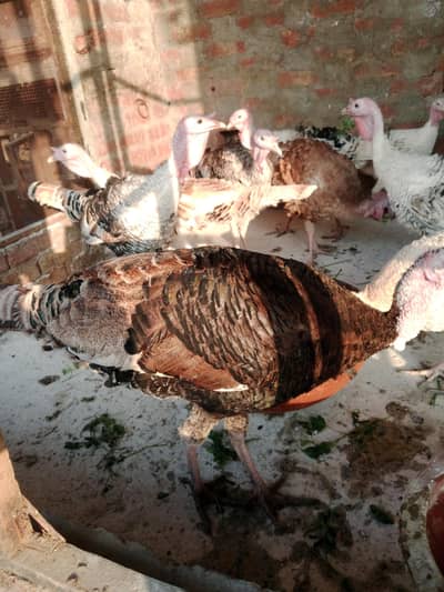 turkey birds