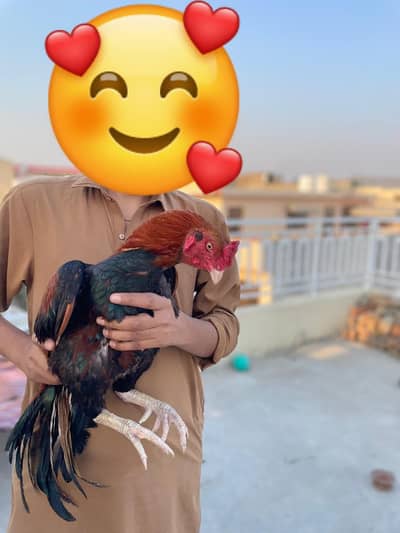 High Quality Aseel Available