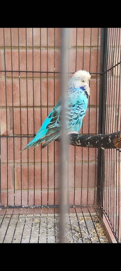 exhibition male budgie