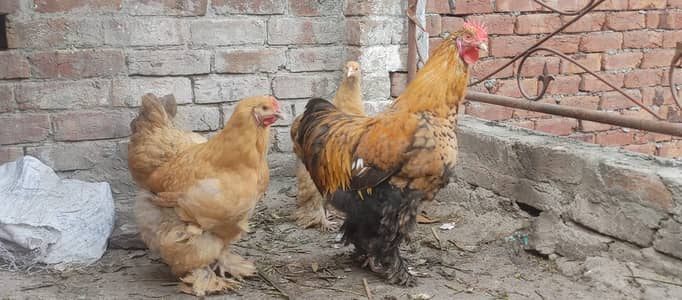 Golde heavy Buff  Ghar k paly howy