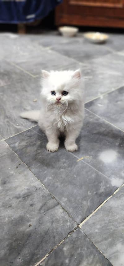 persian kitten